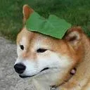  KdogeCcord