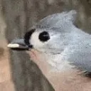 Tufted Tiddies