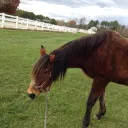 Fancy Acres