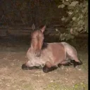 EquineEquity