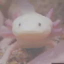 ✨𝕋𝕙𝕖 𝔸𝕩𝕠𝕝𝕠𝕥𝕝 𝔸ℝ𝕄𝕐✨