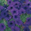 ✨: . . . Petunia Petals৲