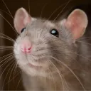 Rat Race