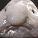Blob Tech