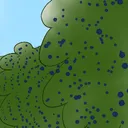 Blueberry Fields
