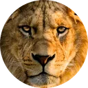 🦁FAMLIA LYON🦁