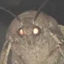 Le Moths