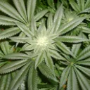 • CannabisDayz •