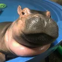 SoiledHippo
