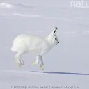 Rabbit's Gaming Server