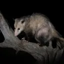 Downfall [ACT III] (Little Gre... Discord Server Icon