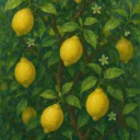 The Lemon Garden