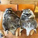 Raccoon Lounge