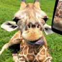Discovery icon for ZOO Discord server