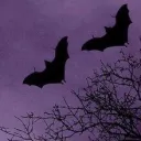 Cauldron of Batty Fans