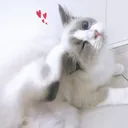 賊窟