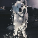 ꒷꒦ ‧₊˚⊹ 🐾₊꒦꒷ 𝐓𝐇𝐄 𝐊𝐄𝐍𝐍𝐄𝐋  ₊꒦꒷ ‧₊˚⊹ ﹕