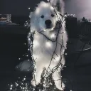 ꒷꒦ ‧₊˚⊹ 🐾₊꒦꒷ 𝐓𝐇𝐄 𝐊𝐄𝐍𝐍𝐄𝐋  ₊꒦꒷ ‧₊˚⊹ ﹕