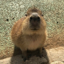 Качап