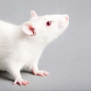 Animals Testing and Training Laboratories