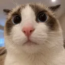 Sammsitos