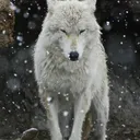 Lone - Wolfs LLC.