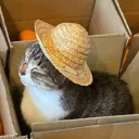 le cattos cheetos 🐈🧃