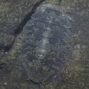 Turts Specific Area