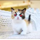 THE ANGRY CAT ARMY/T.A.C.A