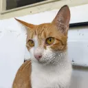 Leo si Kucing