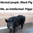 A Server of Black Pigs