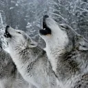 Wolven 2020-2021