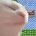 cat gang