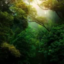 ・🌿 Into The Forest,,