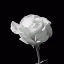 Elagy Gif Discord Server Icon