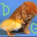 Duck Gang  Discord Server Icon