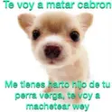 abrepanes gay idiota pendejo baboso