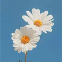 Chillest of Thy Petals
