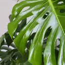 Welcome Back to Plant Tok