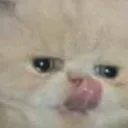 Werito_Tomatos0 comunity