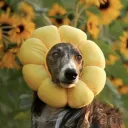 Silken Windhounds