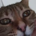 moew chat