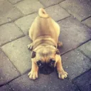 plissken’s plays
