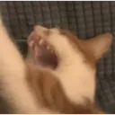 Catsscord