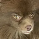 Millie Bear Save File Collab