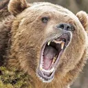 Crypto-Grizzly Trading