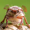 Maybug Madness