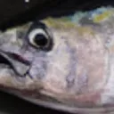 寿司🍣