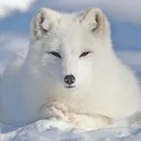 Arctic Fox Trading and Betting