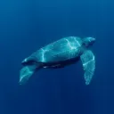 The Turtle's Shell